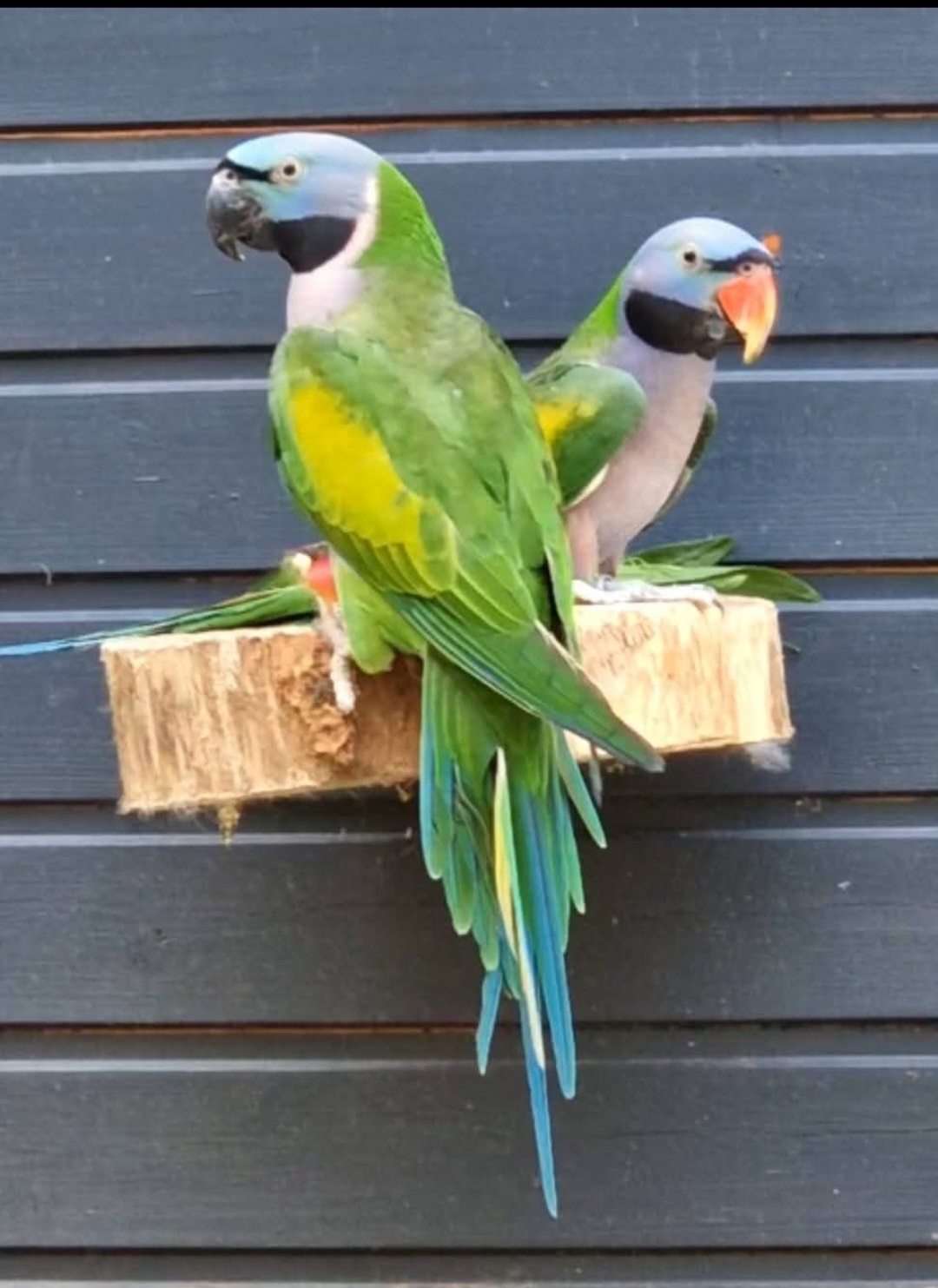 Image Lori & Rio 🦜🦜