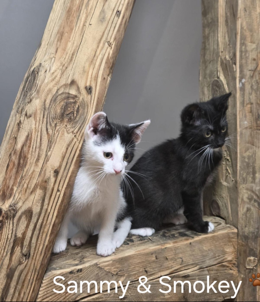 Image Sammy & Smokey 🐾