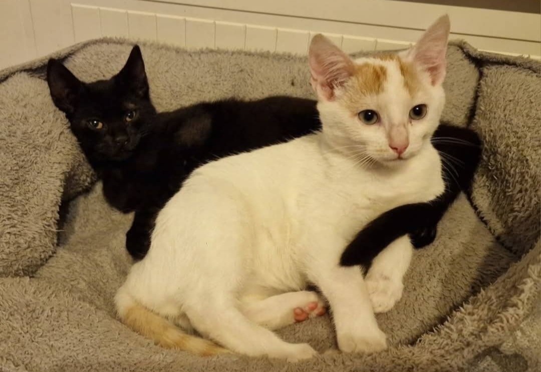 Image Crainy & Vampi 🐾