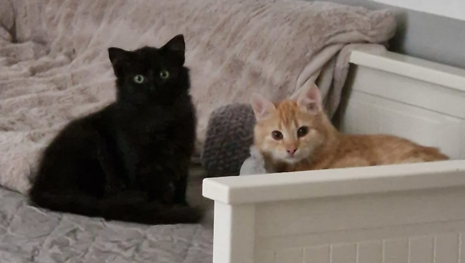 Image Emil & Roderich 🐾