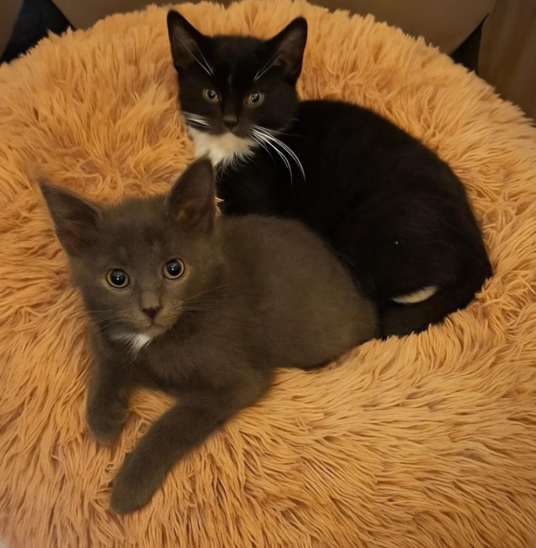 Image Bo & James 🐾