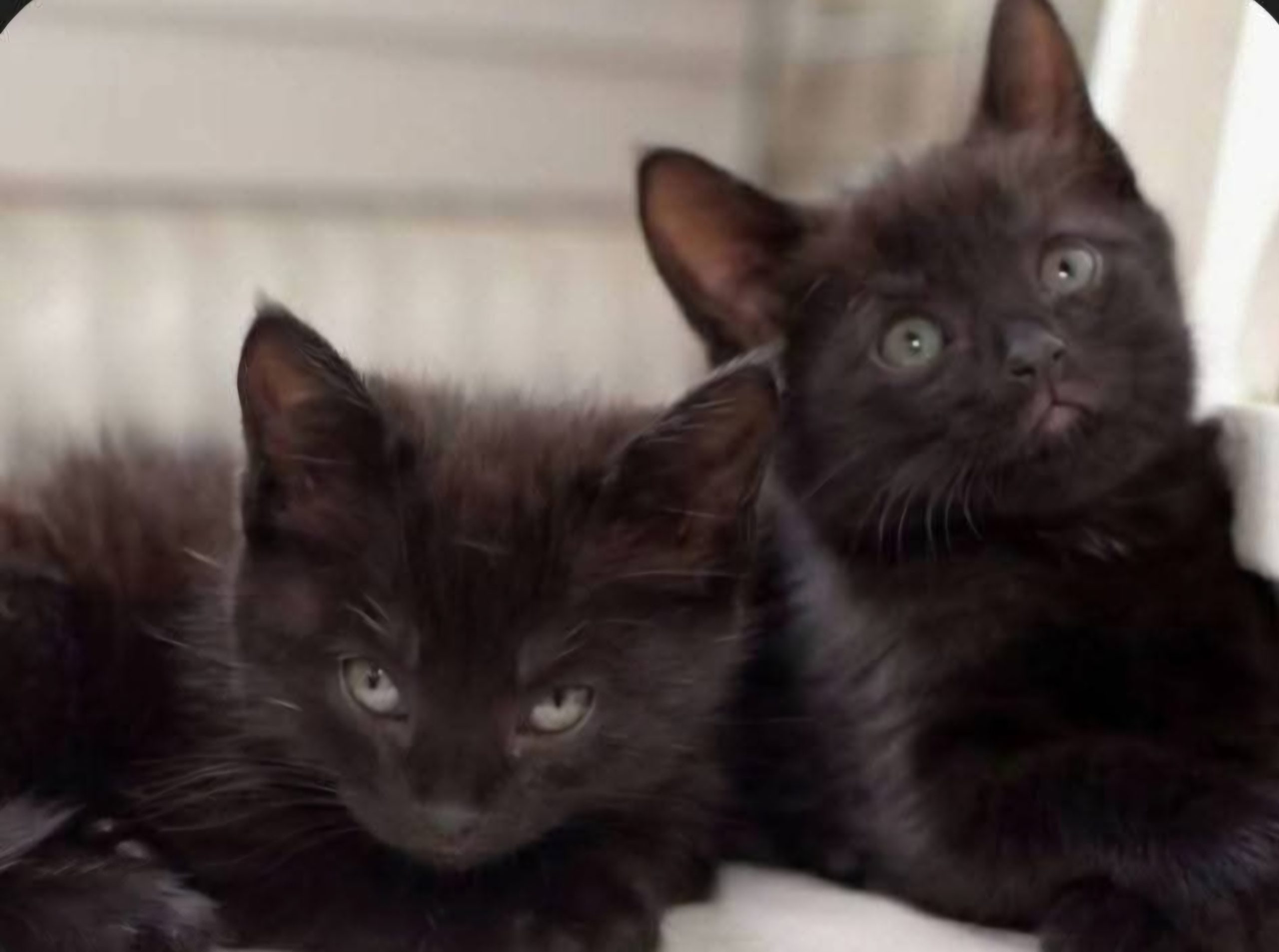 Image Mika & Mario 🐾