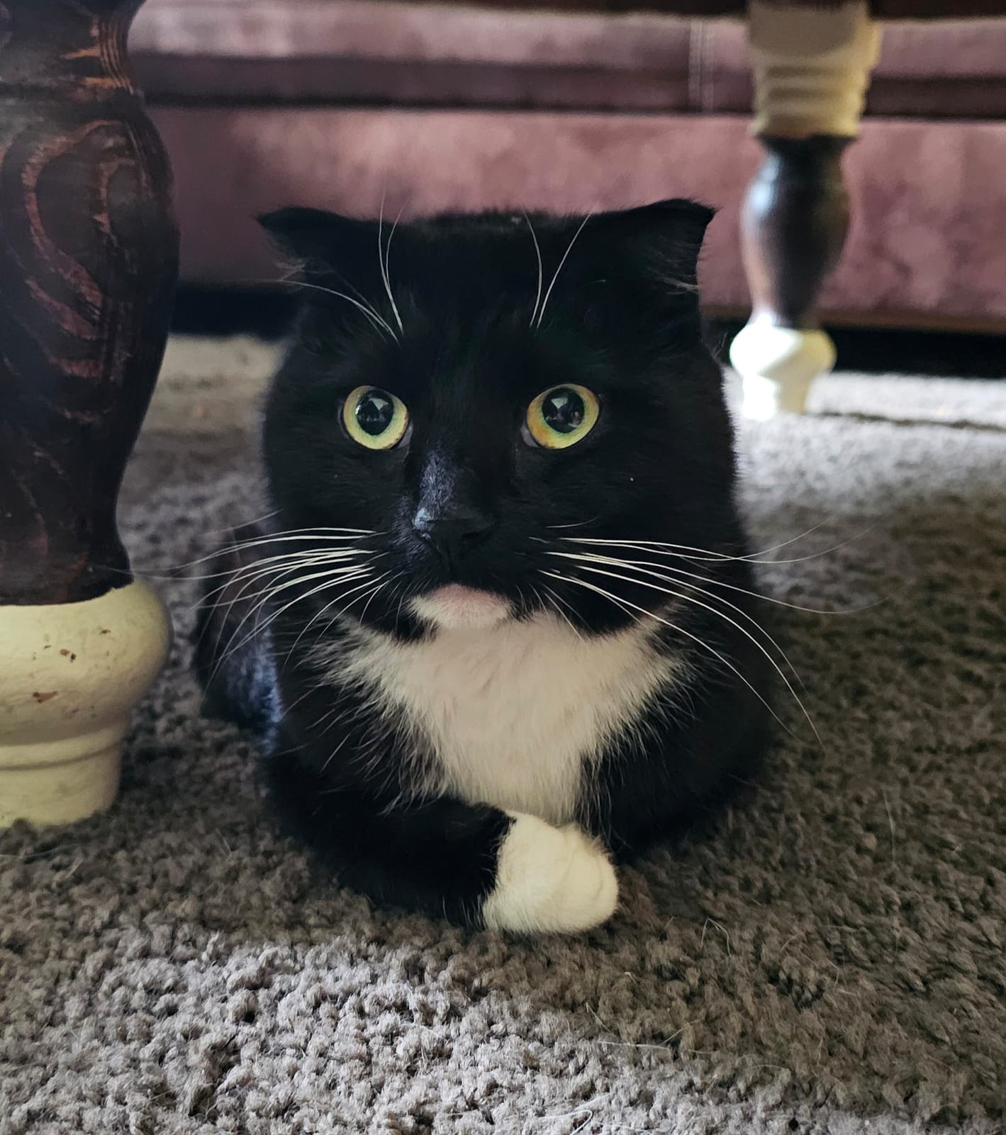 Image Hazel 🐾