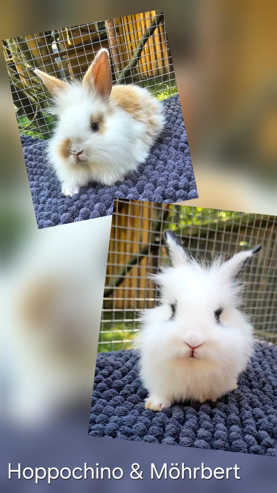 Image Kaninchen 🐇