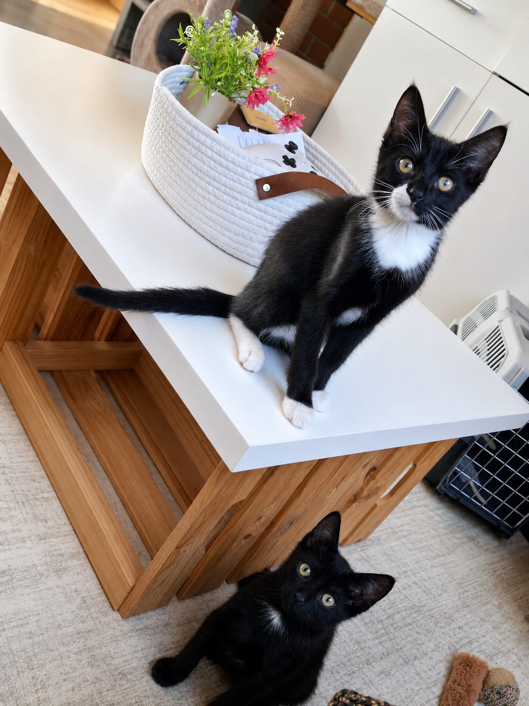 Image Oskar & Emil 🐾
