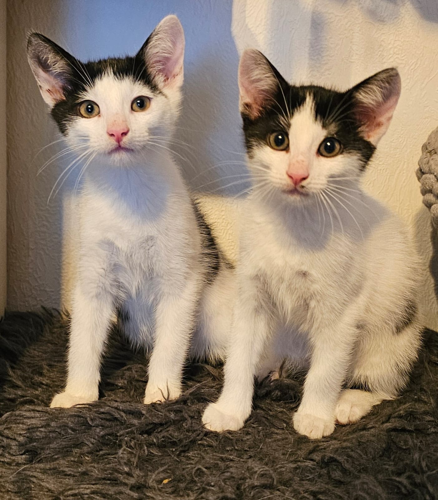 Image Romeo & Julia 🐾