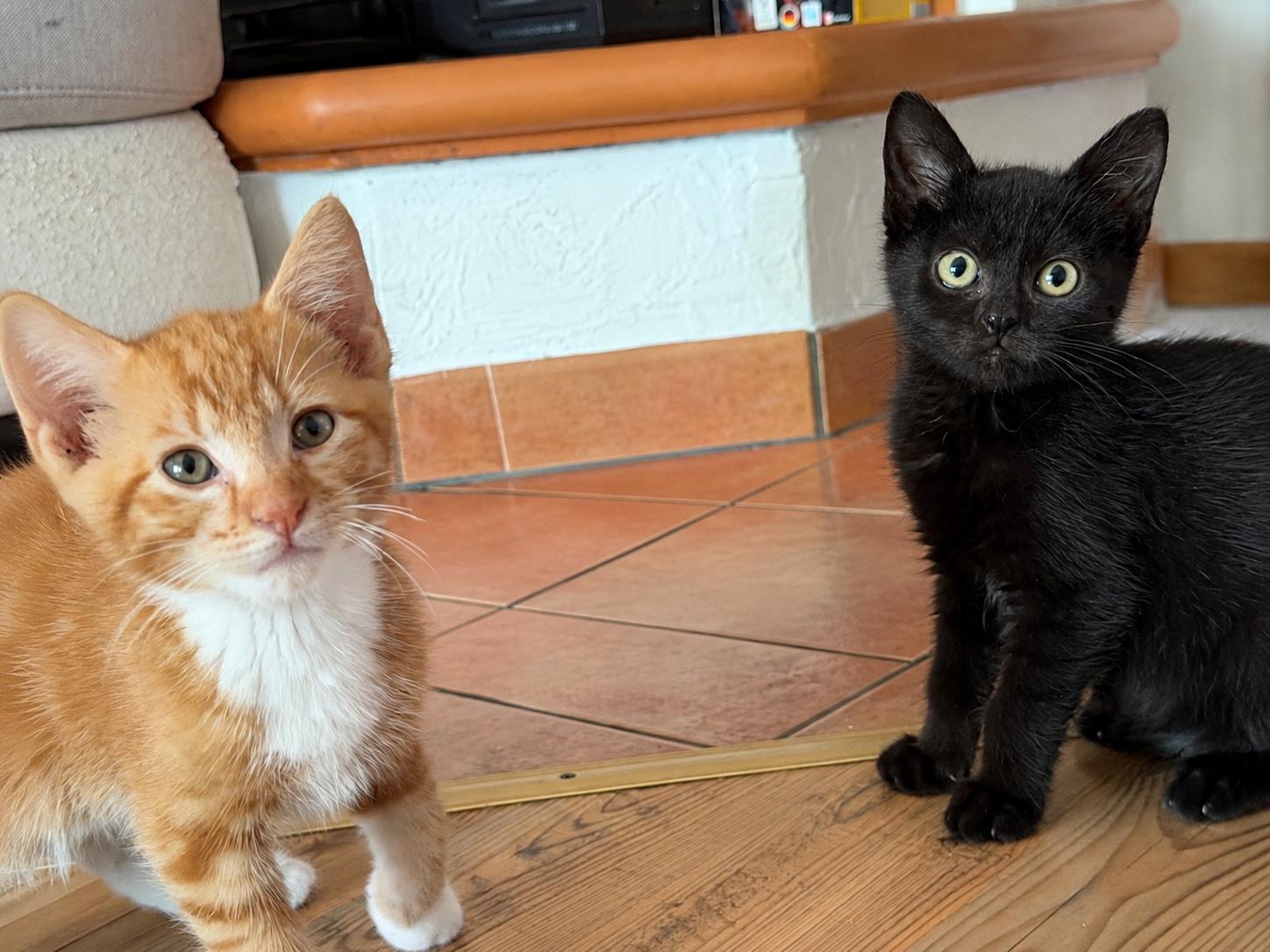 Image Safran & Sumi 🐾