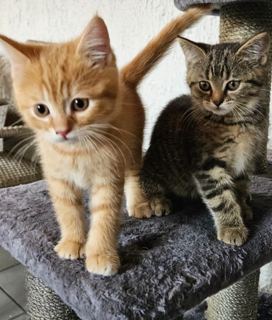 Image Curry & Emma 🐾