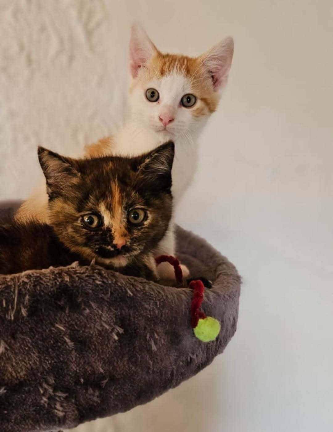 Image Elsa & Hanni 🐾