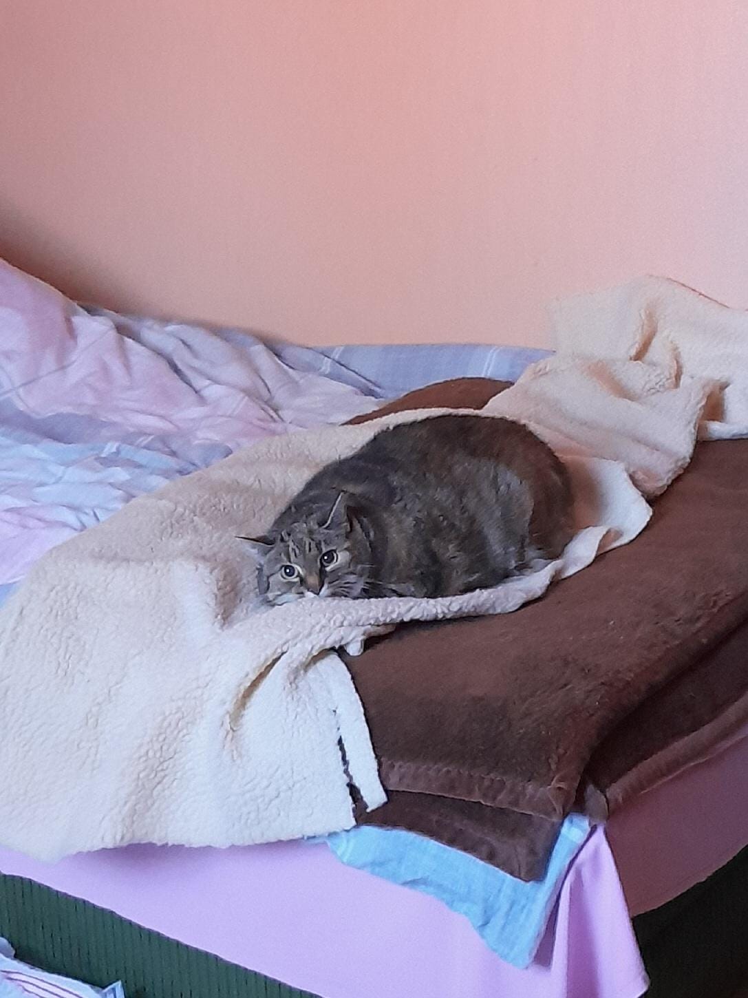 Image Heidi 🐾