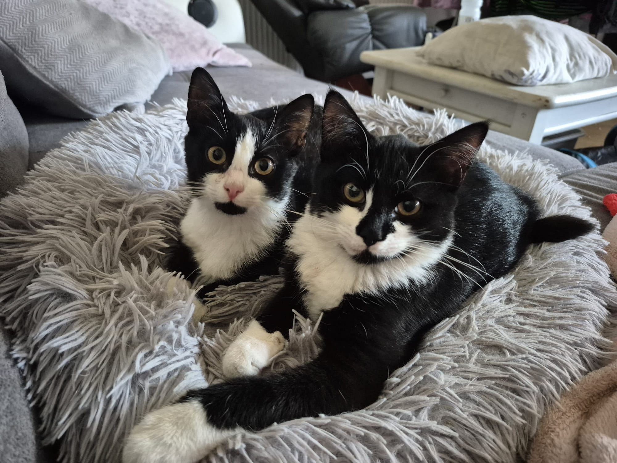 Image Ida & Michel 🐾