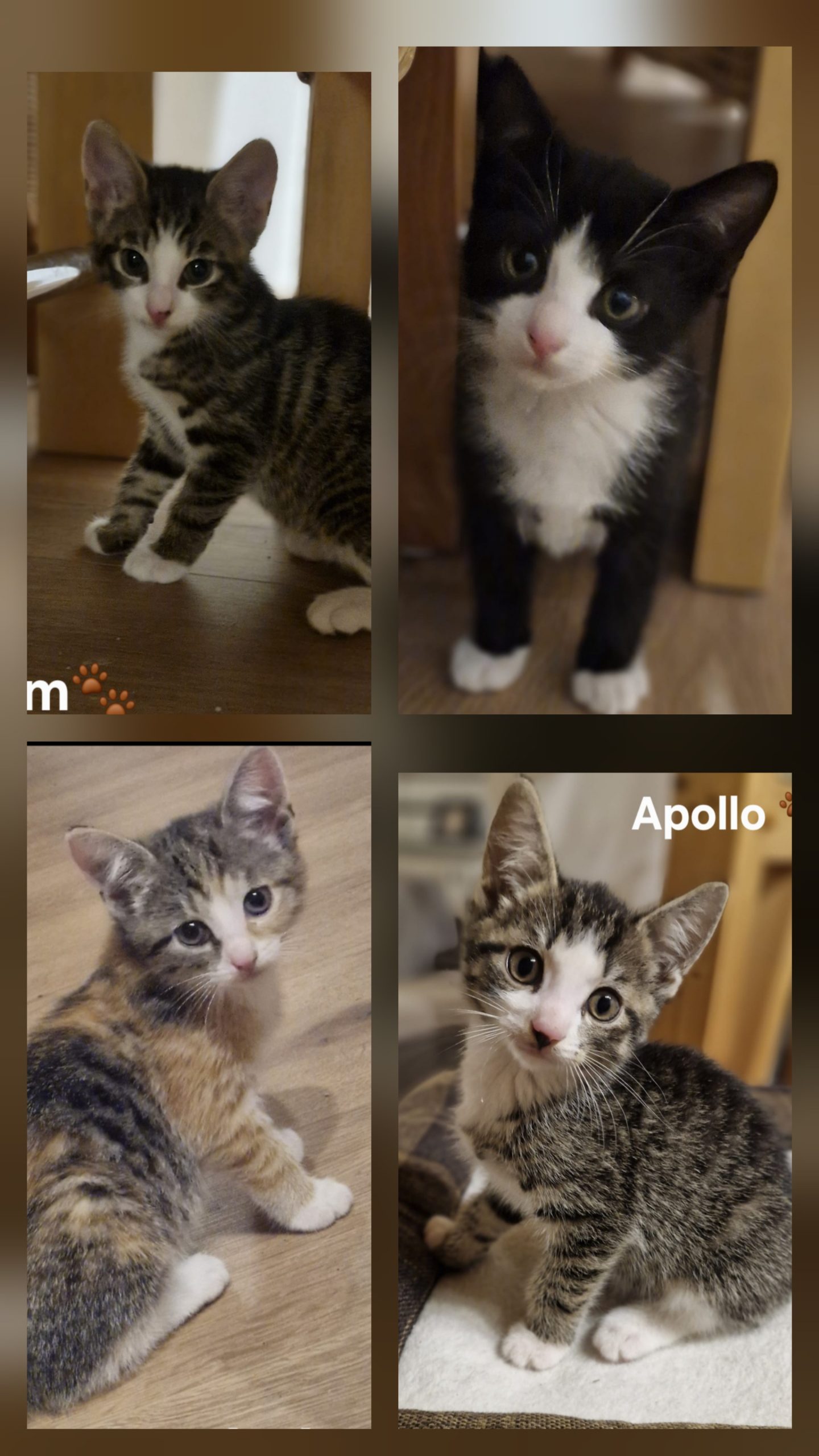 Image Sam, Thula, Toni & Apollo 🐾