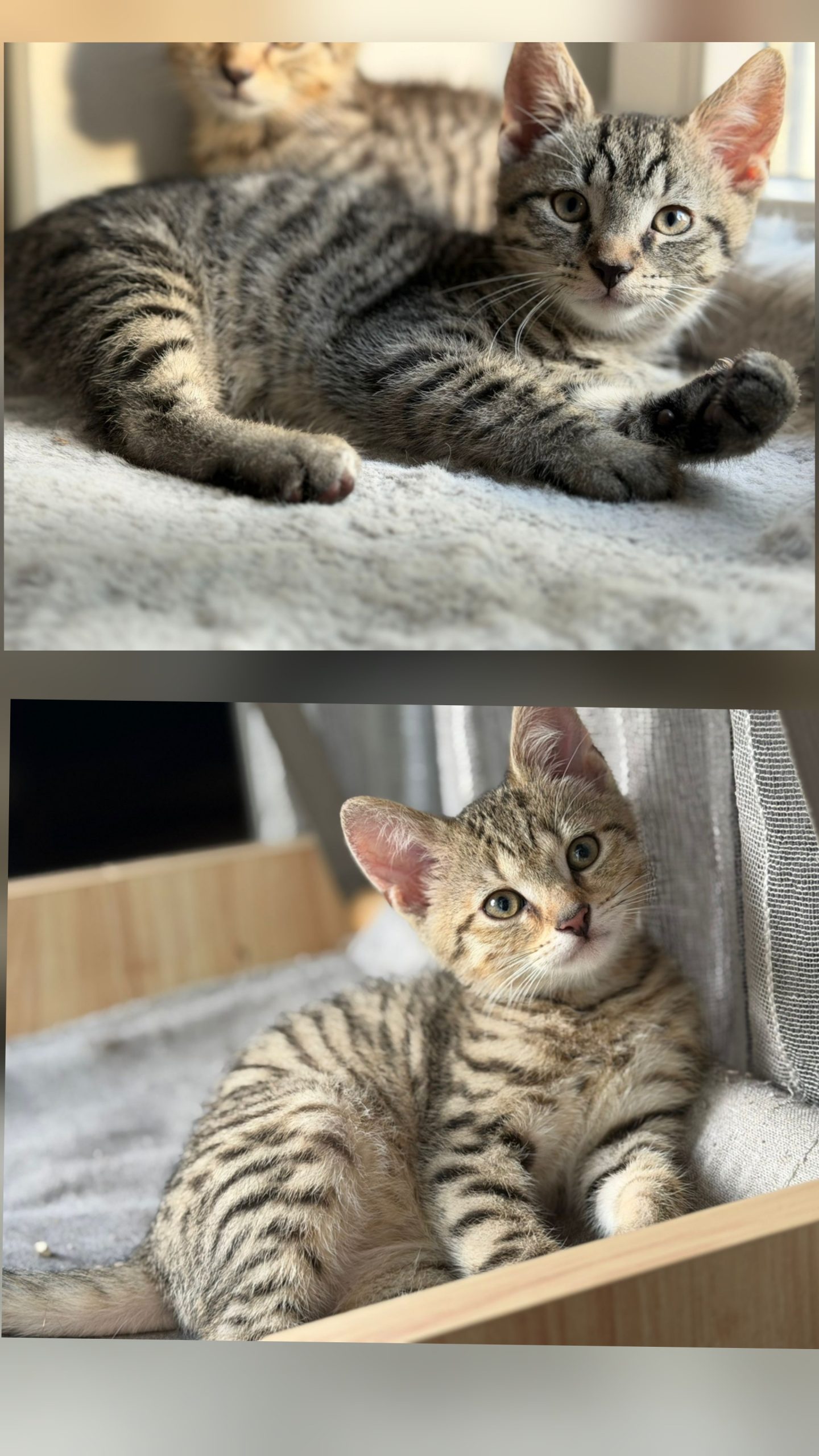 Image Fritz & Nimbus 🐾