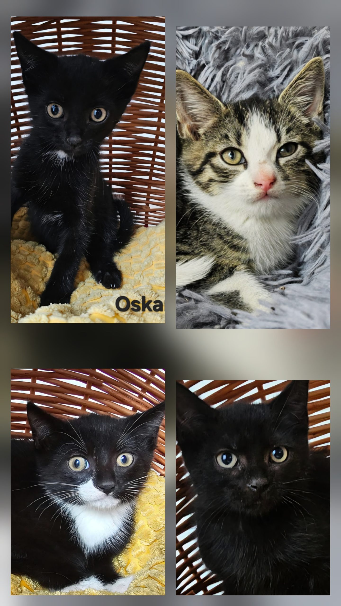 Image Gustav, Oskar, Emil, Frieda 🐾