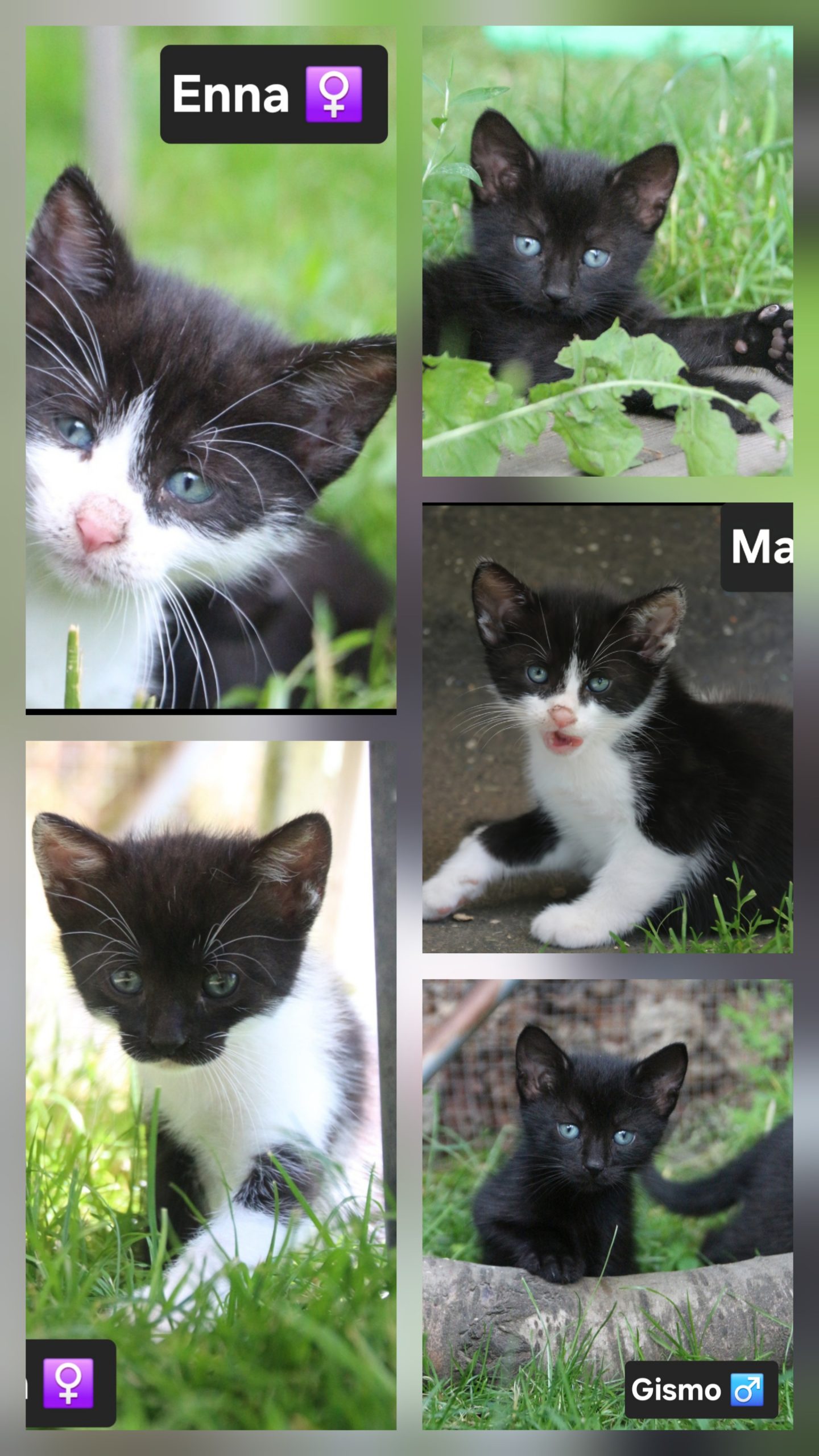 Image Max, Maja, Ludwig, Enna 🐾