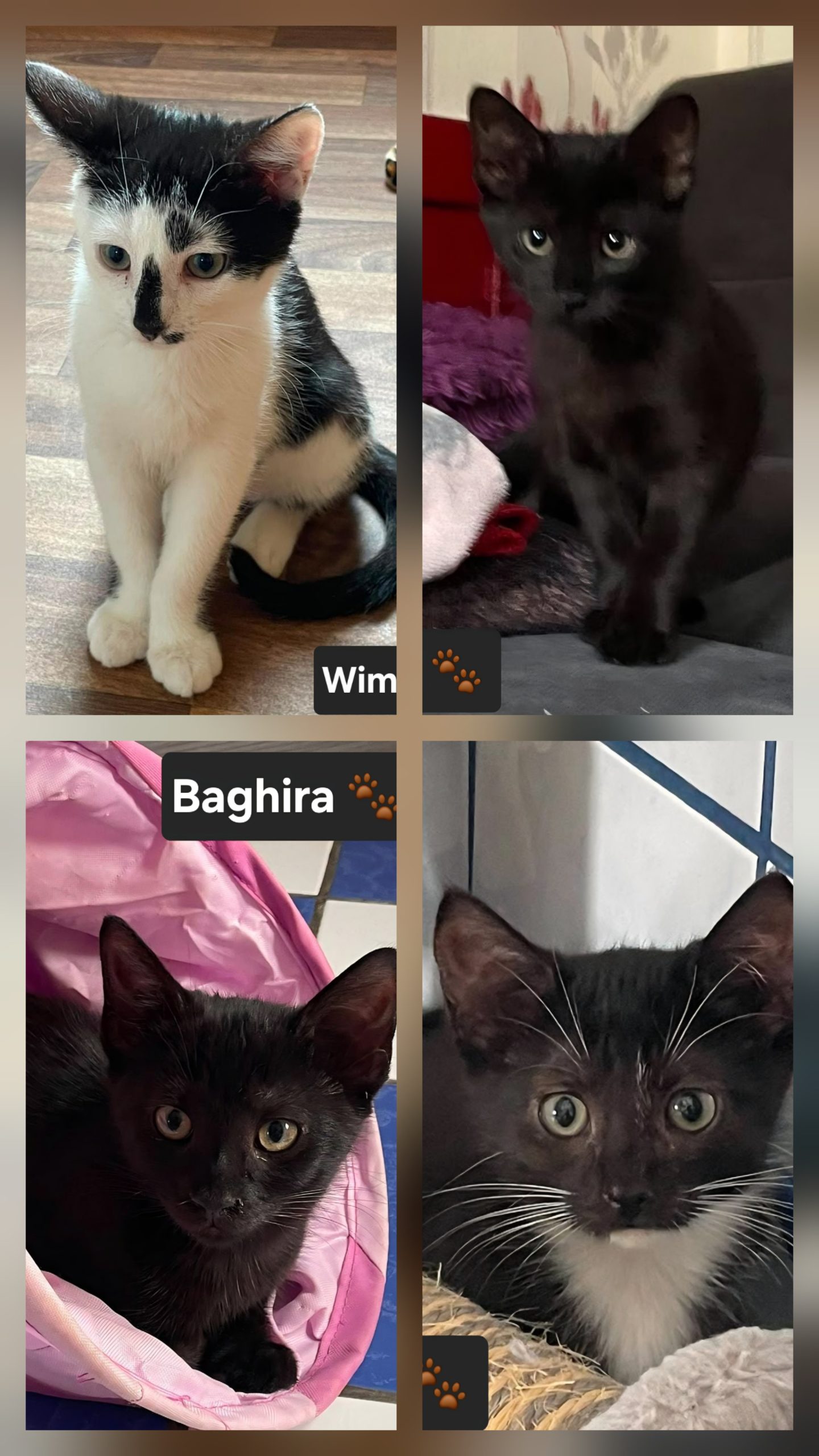 Image Wim, Baghira, Tilly & Lilly 🐾