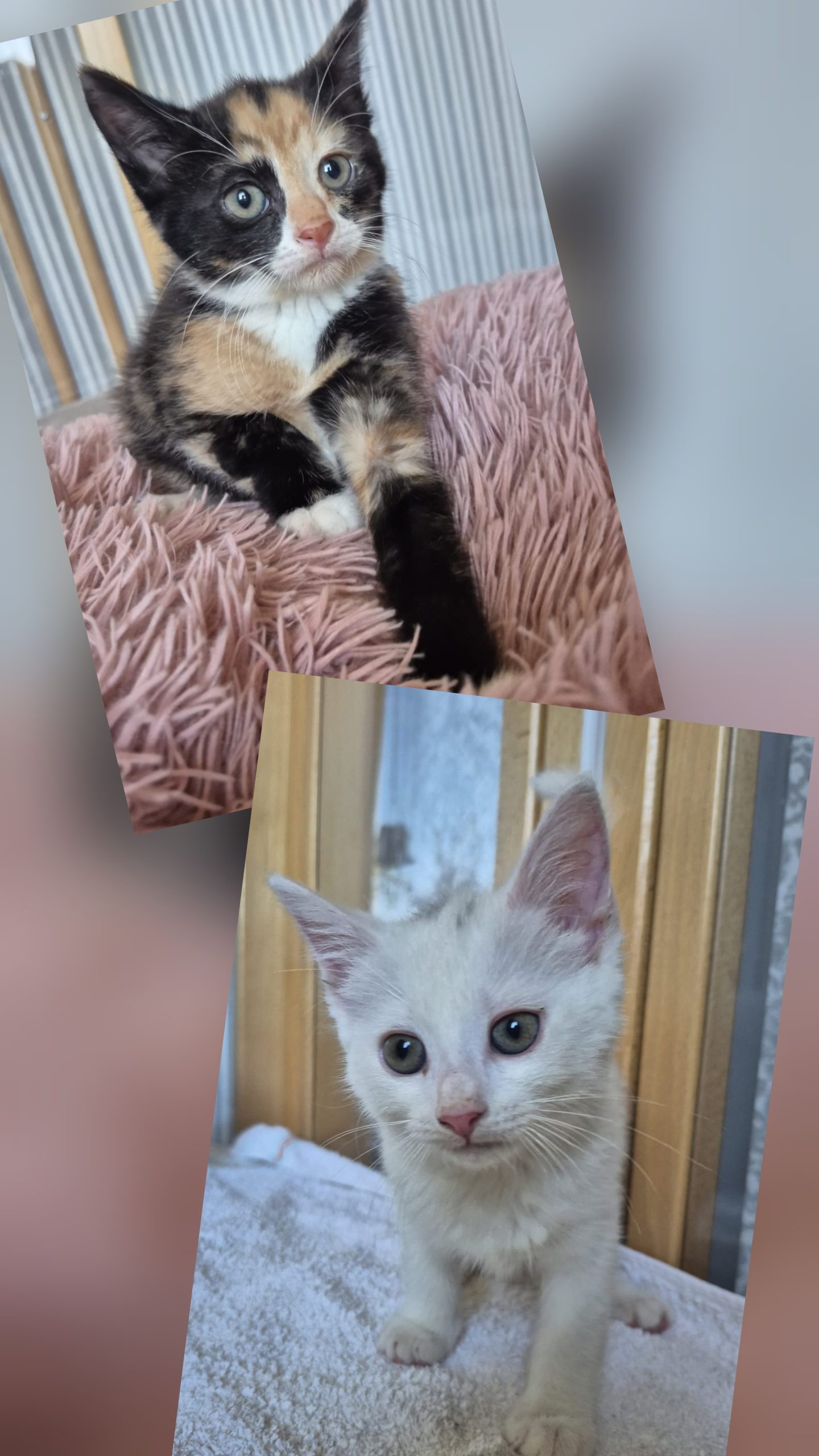 Image Polly & Pepe 🐾