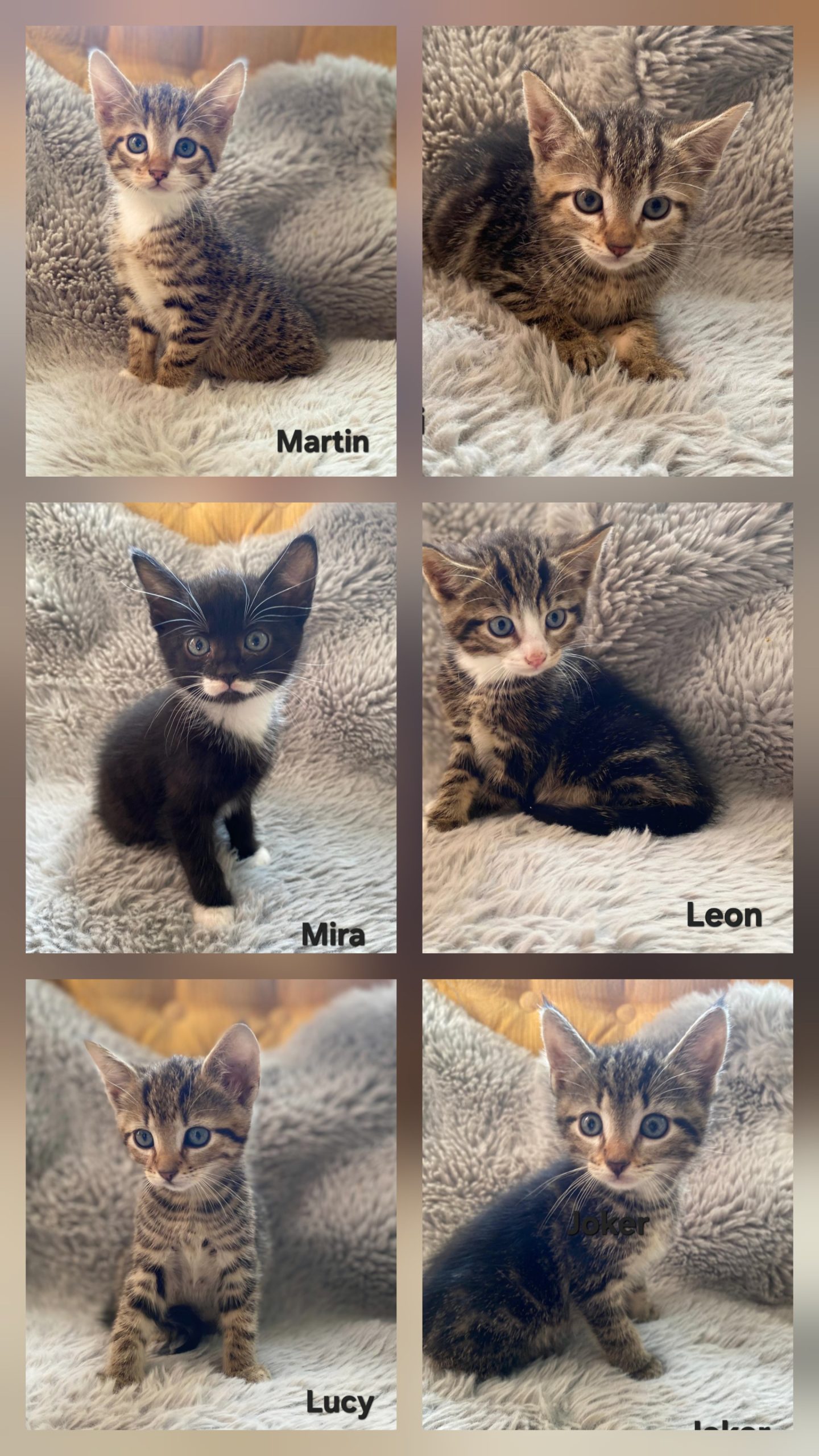 Image Elli, Leon, Lucy, Joker, Martin, Mira