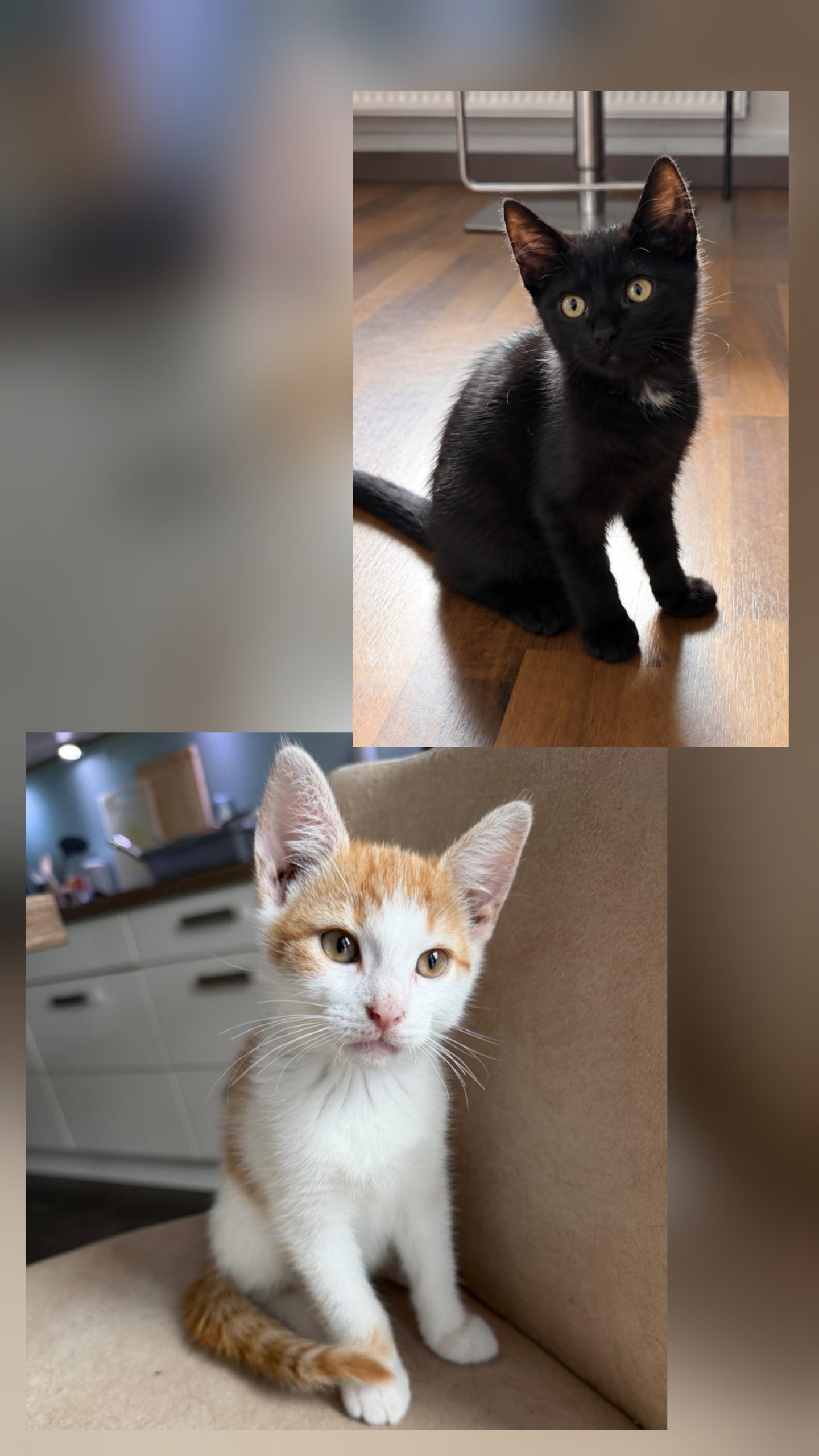 Image Ginger & Schröder 🐾