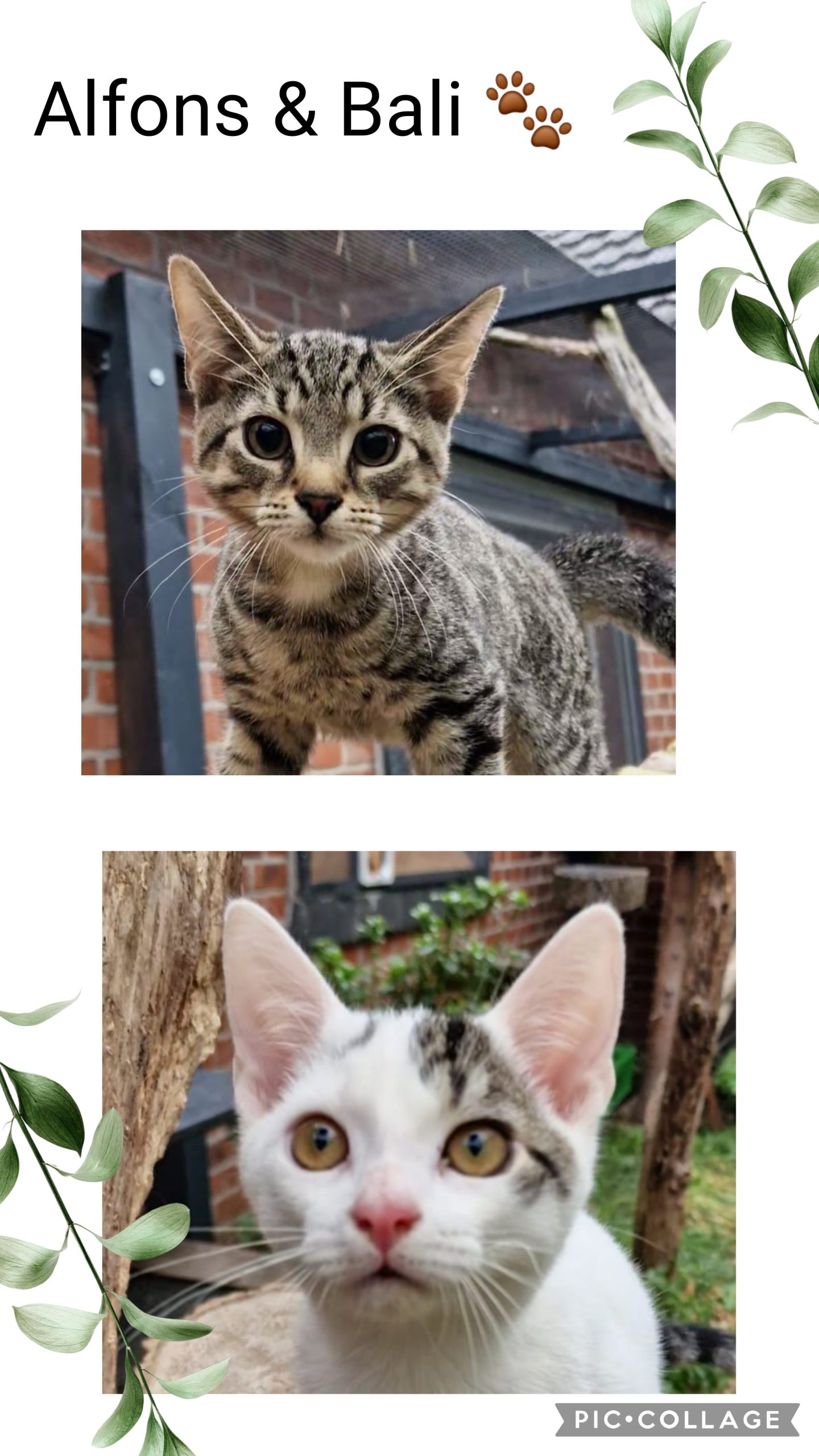 Image Alfons & Bali 🐾