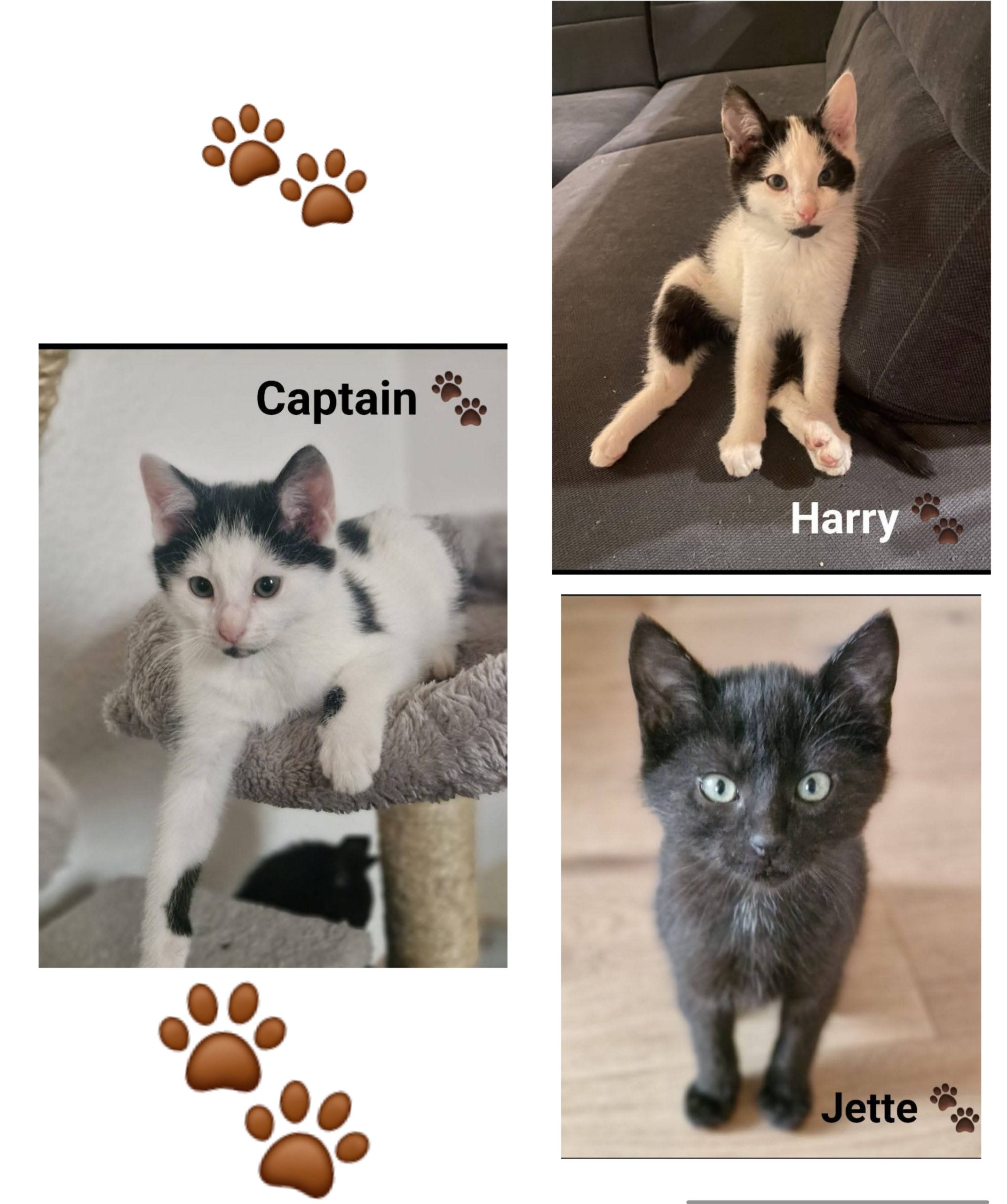 Image Harry, Jette & Captain 🐾