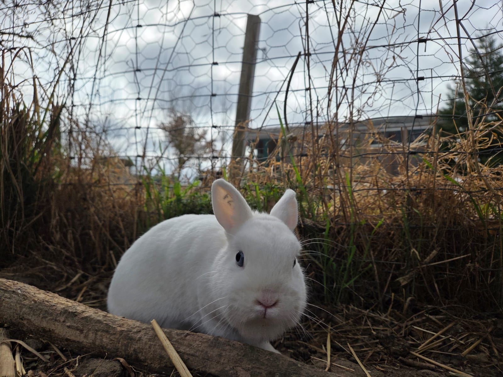 Image Hermelin Blauaugen 🐰