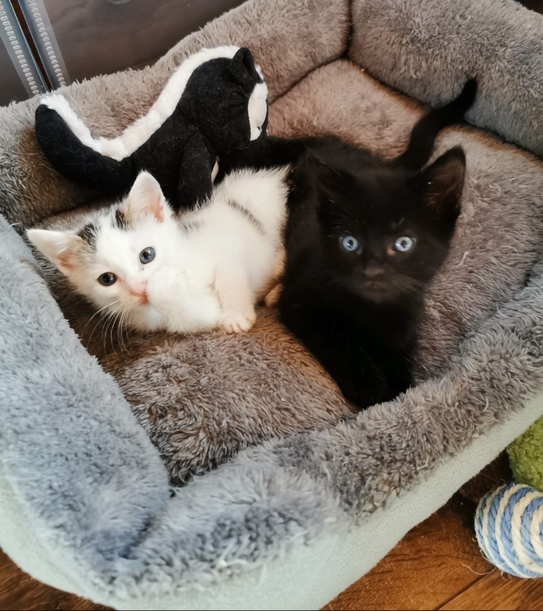 Image Gonzo & Houdini 🐾