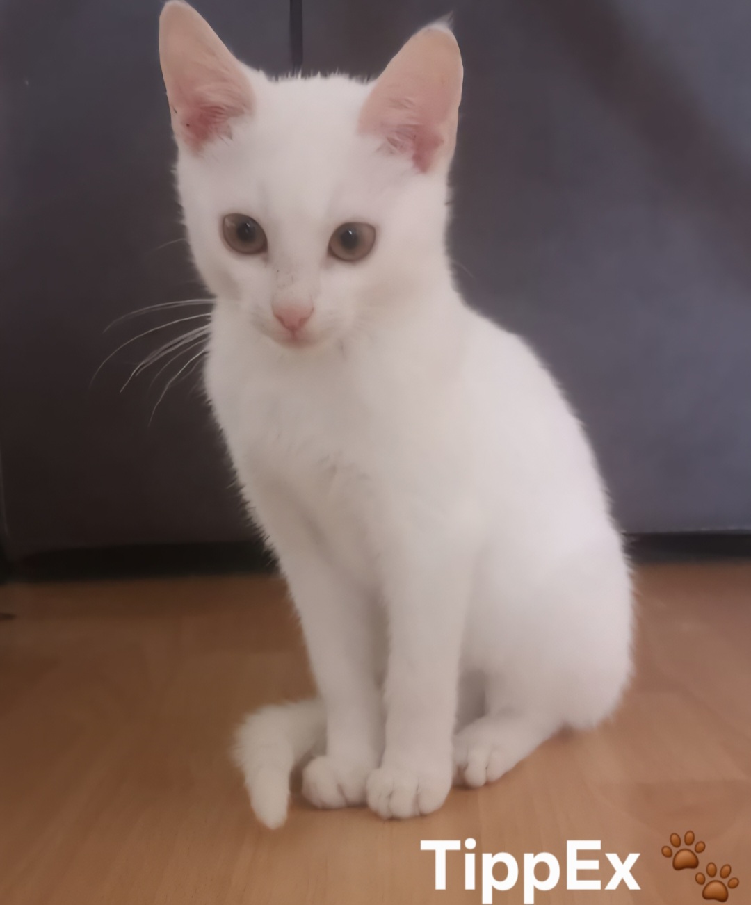 Image TippEx 🐾